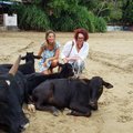 Indijoje keliaujančios lietuvės pasibaisėjo elgesiu su gyvūnais: karvės paliekamos dvėsti tiesiog gatvėje