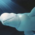 Į ledo spąstus pakliuvusiems 100 baltųjų delfinų gresia mirtis