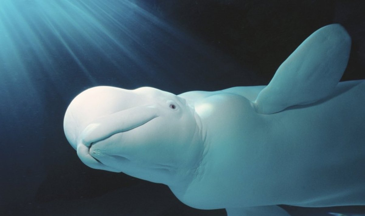 Baltieji delfinai dažnai atsiduria ledynų spąstuose