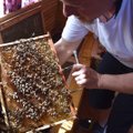 Radviliškio rajone siūlo išbandyti neįprastą pramogą: gydantį miegą ant bičių