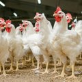 Kas iki šiol žinoma apie užterštų kiaušinių skandalą Europoje