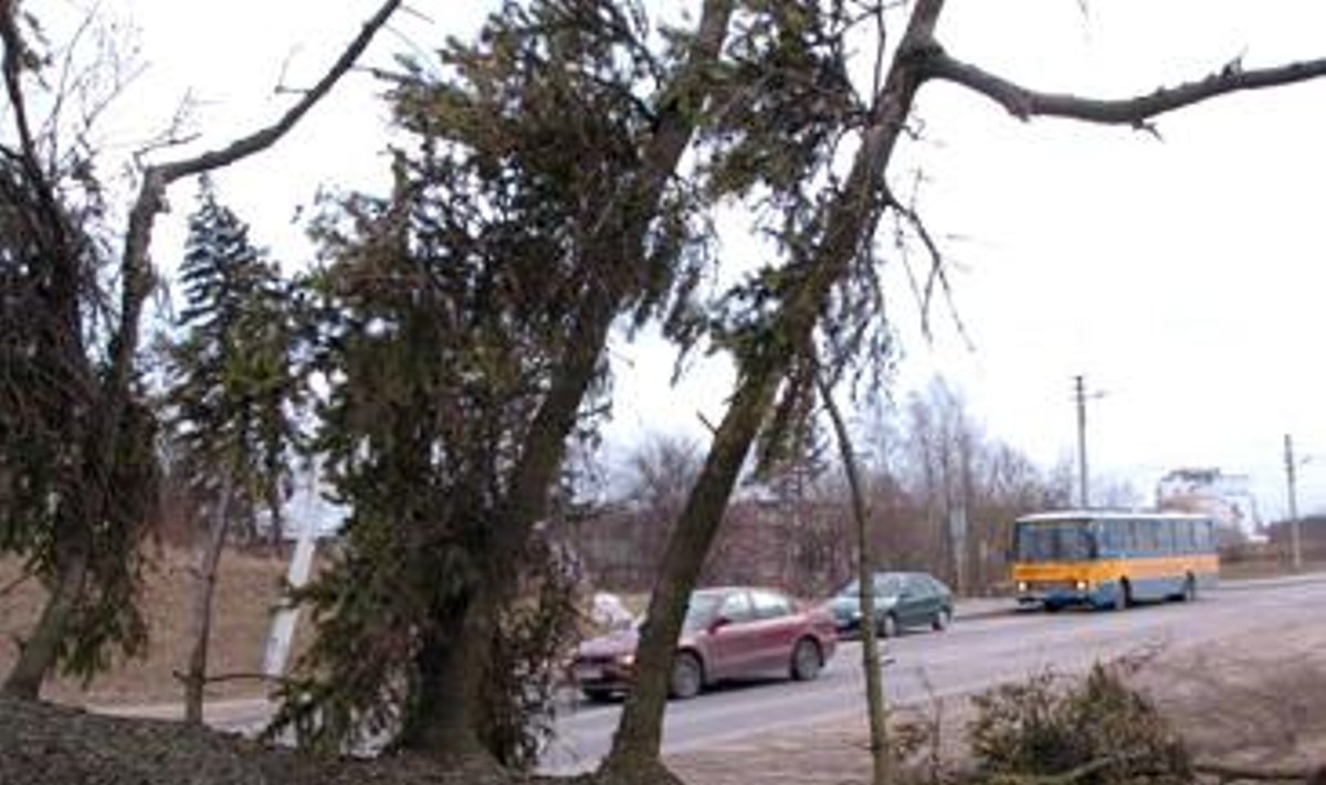 Lietuvoje praūžęs uraganas "Ervinas" vartė medžius