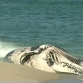 Rio de Žaneiro paplūdimyje į krantą išmestas nugaišęs banginis