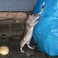 Gyventojus vargina graužikai: kaip atpažinti, kad jūsų namus okupuoja žiurkės