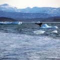 Australija pareiškė protestą dėl Japonijos banginių medžioklės laivo