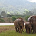 ВИДЕО: Слон затоптал насмерть неумелого гипнотизера