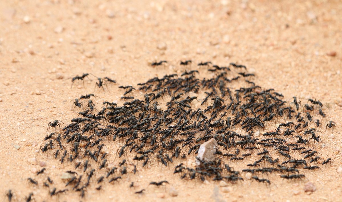 Matabele skruzdėlės