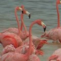 Rožiniai flamingai plūsta į Meksikos žiemos kurortą