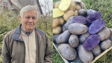 79-erių šilutiškis pasidalino savo daržo stebuklu: tokios neįprastos bulvės – tikras sveikatos šaltinis
