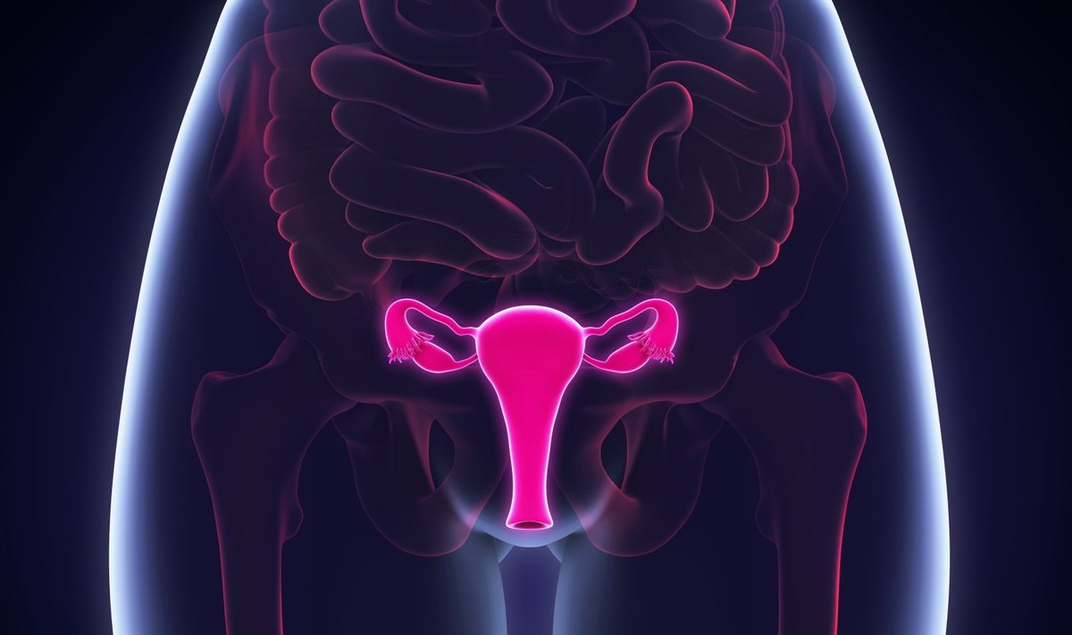 Moters reprodukciniai organai