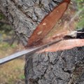 Nelaimė Ukmergės rajone: nupjautas medis užmušė žmogų
