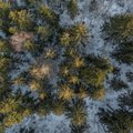 Staigus atšalimas gali būti pražūtingas vienam iš miškuose augančių medžių