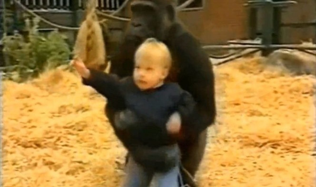 Tėvas nepabijojo 18 menesių mergaitei leisti žaisti su gorilomis
