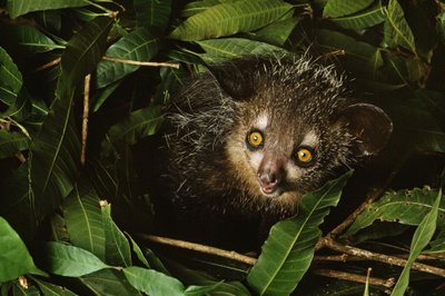 Laibapirščiai arba Aey-Aye lemūrai gyvena tik viename atokiame Madagaskaro kampelyje
