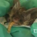 Pietų Anglijoje šikšnosparniai slaugomi ligoninėje