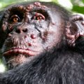Pirmą kartą aptikta raupsais serganti šimpanzė: niekas nežino, kaip tai nutiko