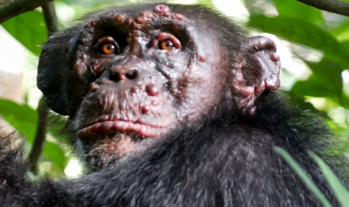 Raupsais serganti šimpanzė