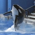 JAV per pasirodymą orka mirtinai sužeidė dresuotoją