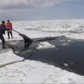 Sachaline gelbėtojai išlaisvino tarp ledų įstrigusias orkas