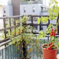 Obelys daugiabučio balkone: jei pasodinsite šį pavasarį, vaisius galėsite ragauti jau rudenį