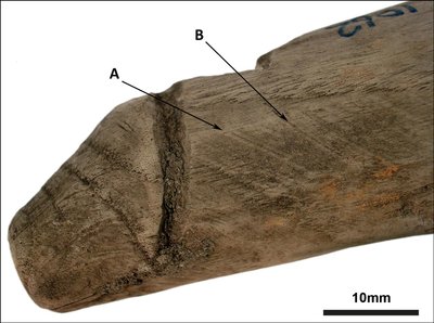 Medinis penio formos įnagis buvo naudojamas Romos imperijos laikais. R. Sands/R. Collins/Vindolanda Trust nuotr.