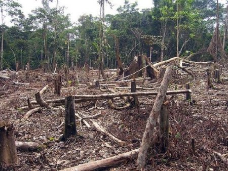 Amazonės miškus krečia supersausra