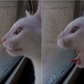 Vilnietį prajuokino katinas: pažiūrėkite, kaip jis reaguoja į paukščius