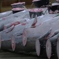 Aukcione Japonijoje 212 kg svorio tunas parduotas už 609 000 eurų
