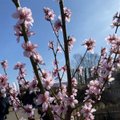 „Delfi agro“. Prasidėjo pavasaris, kiek šiemet kainuoja sodinukai, kaip pavyko pražydinti persiką
