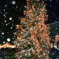 К сожалению, на Ратушной площади рождественской елки не будет