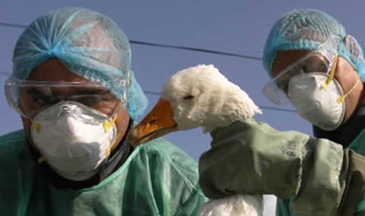 Paukščių gripas