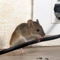 Kaip išguiti peles iš namų be prievartos – nereikės nei spąstų, nei nuodų