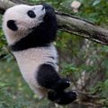 San Diego zoologijos sode pristatytas pandos jauniklis