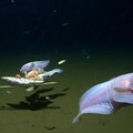 8 kilometrų gylyje prie Japonijos krantų – precedento neturintis radinys: užfiksuotos būtybės – giliausiai gyvenančios žuvys