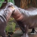Zoologijos sode – nedrąsi mažųjų hipopotamų porelės pažintis