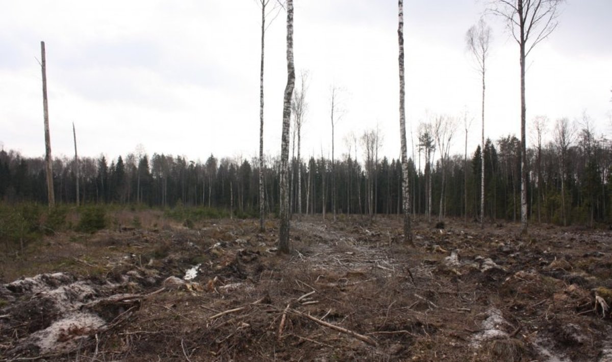 Plyni kirtimai Lietuvoje taip pat laikomi mišku