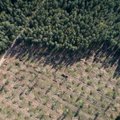 Teisėtai kertant mišką padaryta beveik 130 tūkst. eurų žala