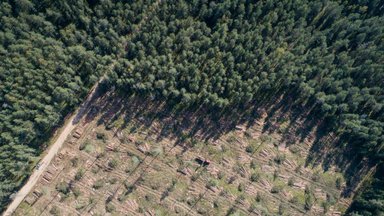 Teisėtai kertant mišką padaryta beveik 130 tūkst. eurų žala