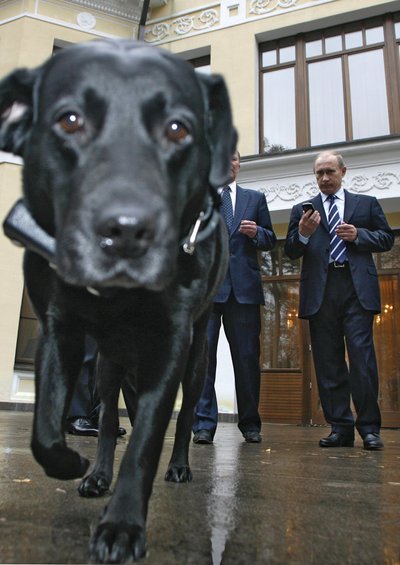 Vladimiro Putino šuo