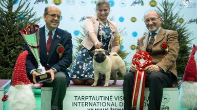 Gražiausi šunys susirinko į parodų maratoną Vilniuje