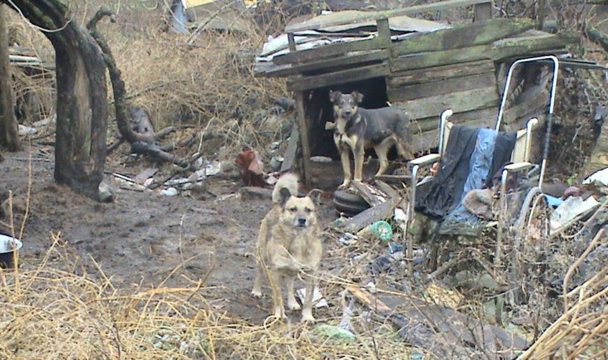 Ramygalos gyventojos šunys gyvena baisesnėmis sąlygomis, nei benamiai 