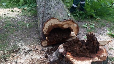 Vilniuje įmonė neteisėtai iškirto 34 medžius: teks atlyginti daugiau kaip 11 tūkst. eurų žalą