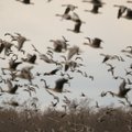 Ankstyva paukščių migracija rimtas įspėjimas jau dabar saugotis paukščių gripo