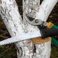 Kaip tvarkyti medžių žaizdas ir žievės plyšimus