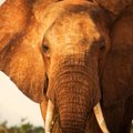 Kenijoje pastebėti raudoni drambliai