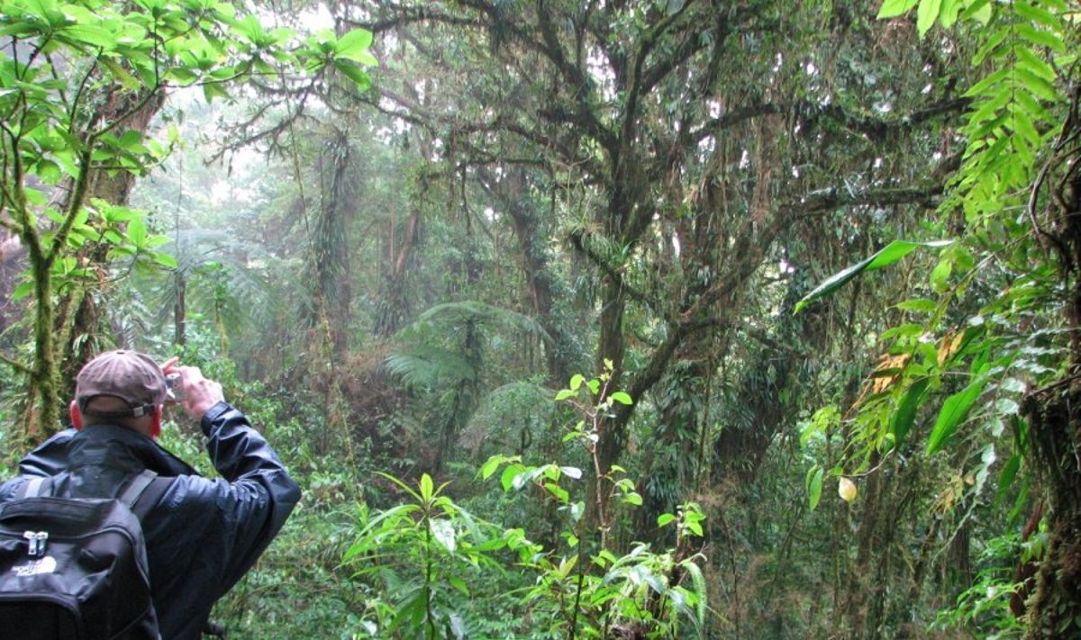 Mokslininkai tyrinėja atogrąžų miškus, nes juose daugybė iki šiol dar neįmintų gamtos paslapčių (nuotraukoje – Saimonas fotografuoja rūkų mišką Kosta Rikoje) / Prof. J. R. Stonio nuotr.