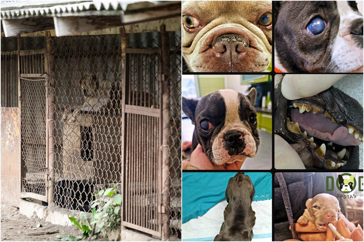 Суд поверил обещаниям заводчицы: возвращение собак в ужасные условия  вызвало бурю в социальных сетях - Delfi RU