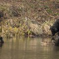 Skaitytojo akimis: prie upės rastas paklydęs šuo, šeimininkai ieško jį priglobusių žmonių