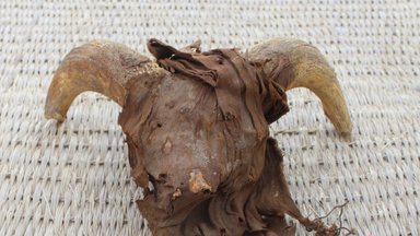 Šiurpus archeologų radinys Egipte po žeme: atkasė daugiau nei 2000 nukirstų avinų galvų