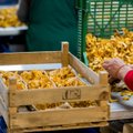Рекордные закупочные цены на грибы уже забыты: из России и Беларуси поступают более дешевые дары леса